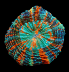 Acanthophyllia deshayesiana (Master Grade) (L) pb 507