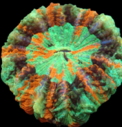 Acanthophyllia deshayesiana (Mastergrade) (XL) (Rare) pb 262