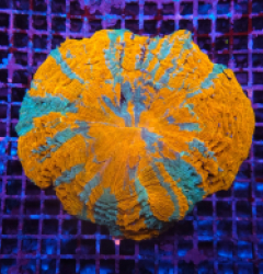 Acanthophyllia deshayesiana (Orange-Green) (XXL) 79b 014