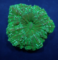 Acanthophyllia deshayesiana (Ultra Green)