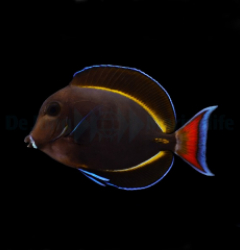 Acanthurus achilles X nigricans (Hybrid)