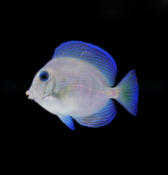 Acanthurus coeruleus