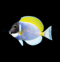 Acanthurus leucosternon