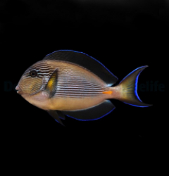 Acanthurus sohal