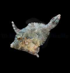 Acreichthys tomentosus - DJM Bred