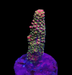 Acropora abrolhosensis (LR Moonwish) (DJM frag) o 110