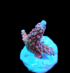 Acropora abrolhosensis (LR Moonwish) (S) pb 501