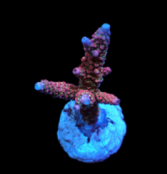 Acropora abrolhosensis (LR Moonwish) (S) pb 632