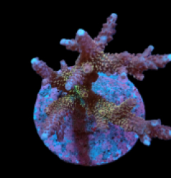 Acropora abrolhosensis (Special Selected) (M) f 206