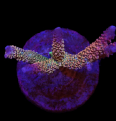 Acropora abrolhosensis (Special Selected) (M) f 520