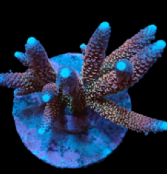 Acropora abrolhosensis (Ultra) (L) f 233