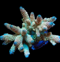 Acropora abrolhosensis (Ultra) (L) f 610