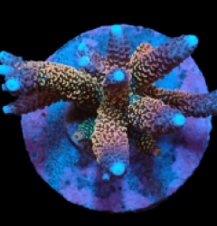 Acropora abrolhosensis (Ultra) (M) f 373