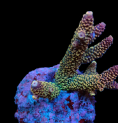 Acropora abrolhosensis (Ultra) (M) f 409