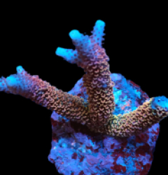Acropora abrolhosensis (Ultra) (M) pb 216