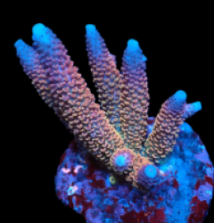 Acropora abrolhosensis (Ultra) (M) pb 308