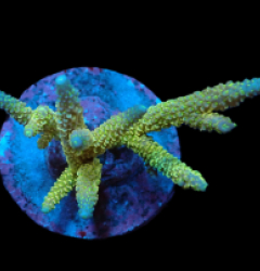 Acropora abrolhosensis (Yellow) (L) f 201
