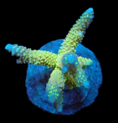 Acropora abrolhosensis (Yellow) (M) f 178