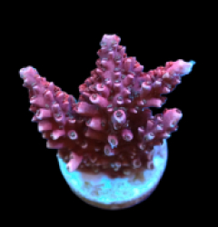 Acropora abrotanoides (Red) (S) (DJM Cultured) f 165
