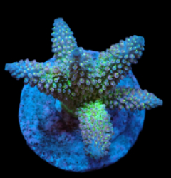 Acropora abrotanoides (Special Selected) (M) f 149