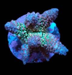Acropora abrotanoides (Special Selected) (M) f 150