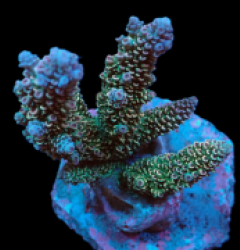 Acropora abrotanoides (Special Selected) (M) f 650