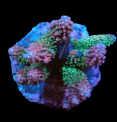 Acropora abrotanoides (Ultra) (M) f 007