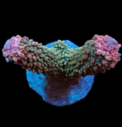 Acropora abrotanoides (Ultra) (M) f 082