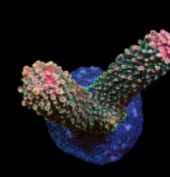 Acropora abrotanoides (Ultra) (M) f 240