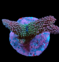 Acropora abrotanoides (Ultra) (M) f 395