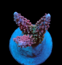 Acropora abrotanoides (Ultra) (M) f 404