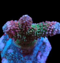 Acropora abrotanoides (Ultra) (M) f 419