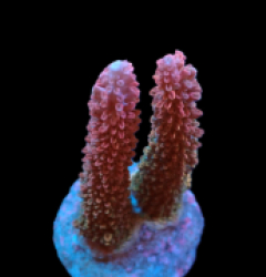Acropora abrotanoides (Ultra) (M) f 616