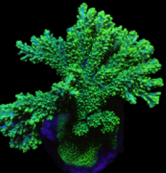 Acropora abrotanoides (Ultra) (XL) f 311