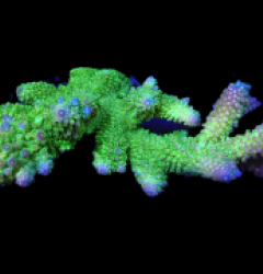 Acropora abrotanoides (Yellow Polyp) (Coral Sea) (XL) f 283