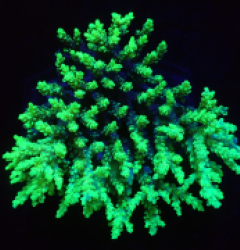 Acropora aculeus (Coral Sea) (XL) f 295