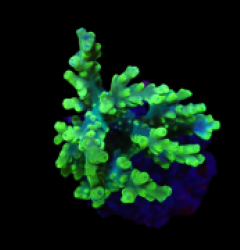 Acropora aculeus (Hulk) (Indo) (S) f 329