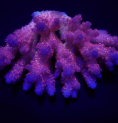 Acropora anthocercis (Pink Ultra) (Coral Sea) (M-L) f 125