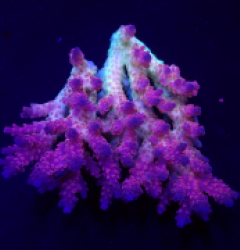 Acropora anthocercis (Ultra) (Coral Sea) (L) f 055