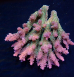 Acropora anthocercis (Ultra) (Coral Sea) (L) f 254