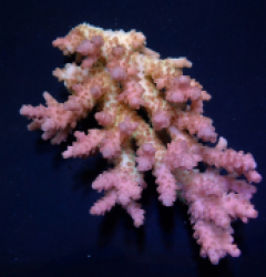 Acropora anthocercis (Ultra) (Coral Sea) (M-L) f 112