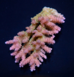 Acropora anthocercis (Ultra) (Coral Sea) (M-L) f 118
