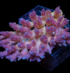Acropora anthocercis (Ultra) (Coral Sea) (XL) f 053