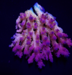 Acropora anthocercis (Ultra) (Coral Sea) (XL) f 182