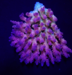 Acropora anthocercis (Ultra) (Coral Sea) (XL) f 292