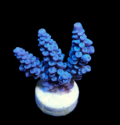 Acropora bifaria (Blue) (frag)