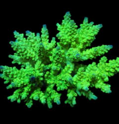 Acropora bifaria (Bright Green-Blue Tip) (L) o 043