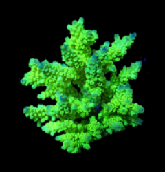 Acropora bifaria (Bright Green-Blue Tip) (L) o 357