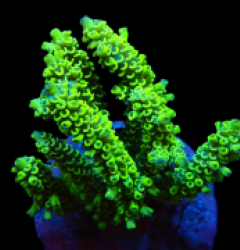 Acropora bifaria (Bright Yellow-Green) (M) f 133