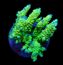 Acropora bifaria (Bright Yellow-Green) (M) f 290